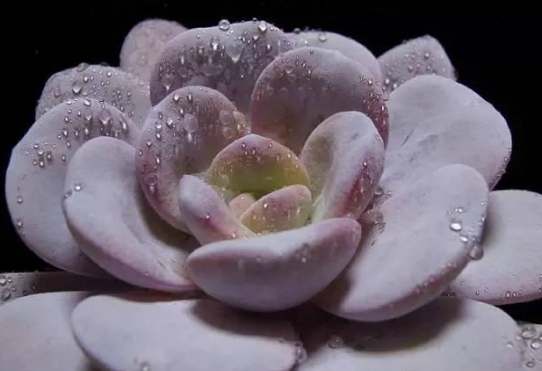 石蓮花養護 石蓮花養護