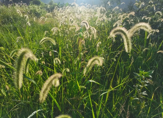 小麥草狗健康 小麥草狗健康