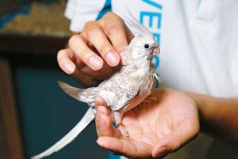 幼鳥生病症狀 幼鳥生病症狀