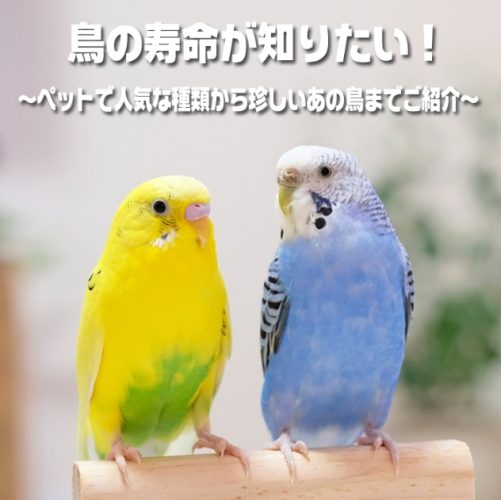 延長寵物鳥壽命 延長寵物鳥壽命