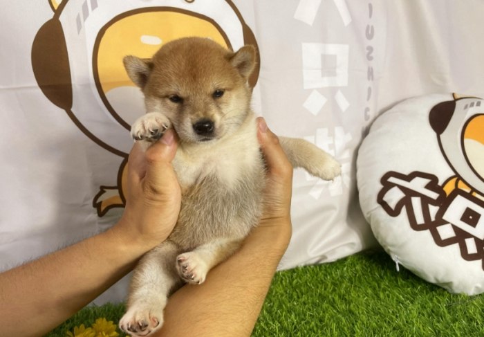 柴犬幼犬健康 柴犬幼犬健康