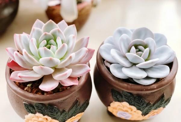 石蓮花功效 石蓮花功效