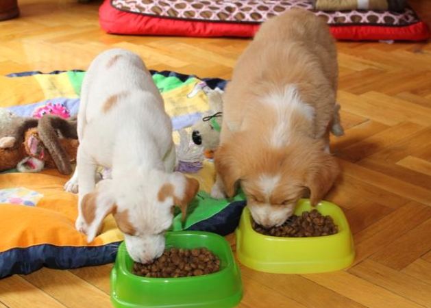 老狗喂食量 老狗喂食量