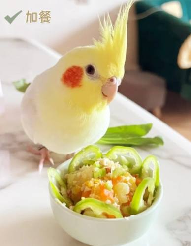玄鳳鸚鵡飲食 玄鳳鸚鵡飲食
