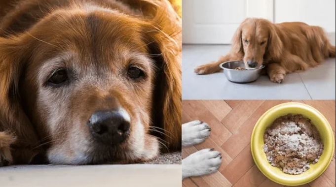 老年犬飲食指南 老年犬飲食指南