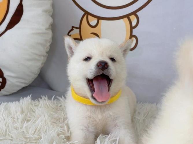 柴犬行為解讀 柴犬行為解讀
