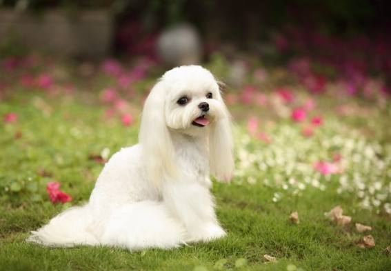 玩具犬飼養 玩具犬飼養