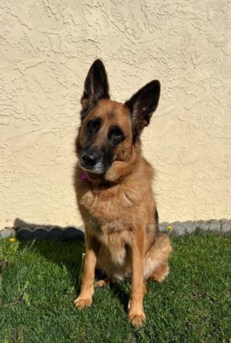 德國牧羊犬訓練 德國牧羊犬訓練
