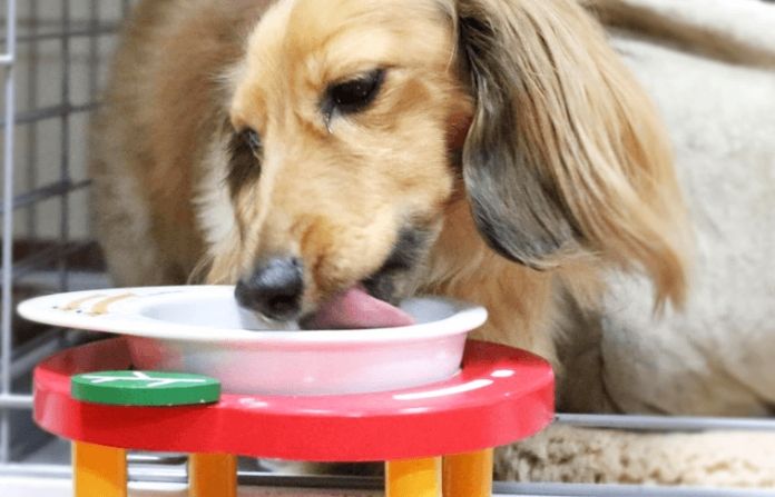 狗狗鮮食份量計算 狗狗鮮食份量計算