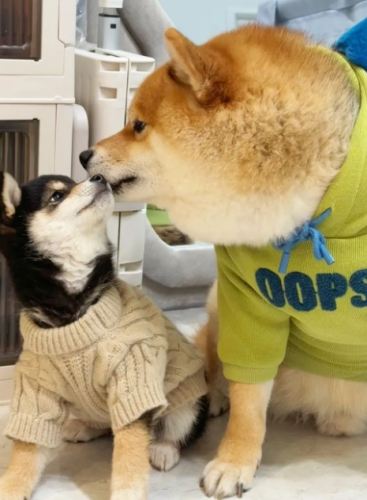 豆柴 柴犬 差別 豆柴 柴犬 差別