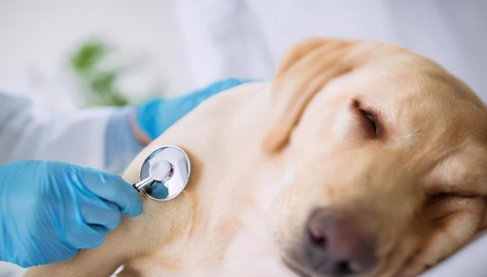 狗狗中暑腹泻 狗狗中暑腹泻