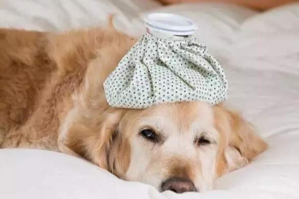 老年犬溫度管理 老年犬溫度管理