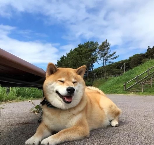 如何安撫出門緊張的狗狗 如何安撫出門緊張的狗狗