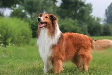 蘇格蘭牧羊犬訓練方法 蘇格蘭牧羊犬訓練方法
