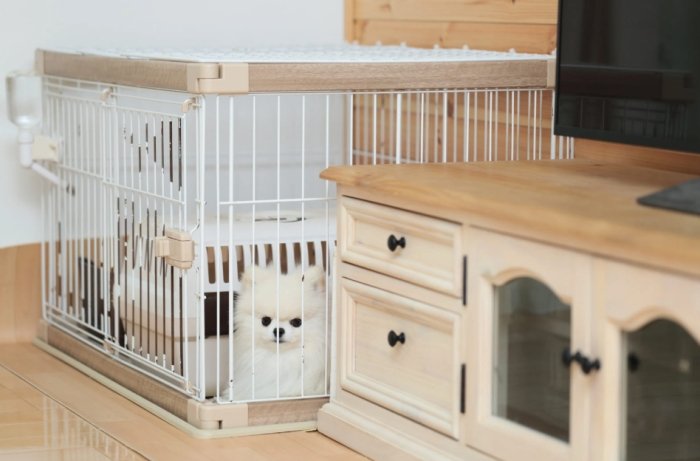 室內犬空守意思 室內犬空守意思