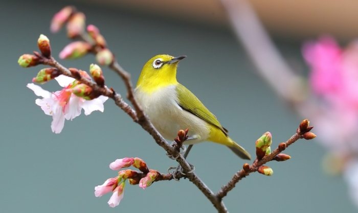 綠繡眼幼鳥 綠繡眼幼鳥