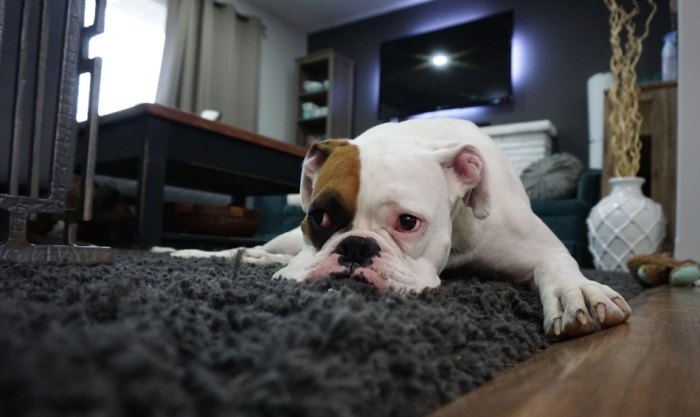 制止幼犬吠叫 制止幼犬吠叫