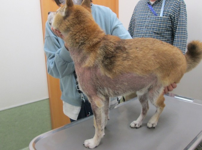 柴犬皮膚病預防 柴犬皮膚病預防
