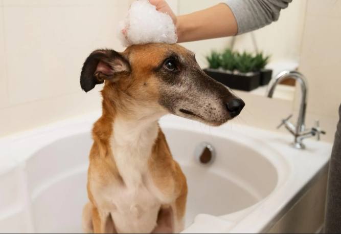 過敏狗狗飼料推薦
