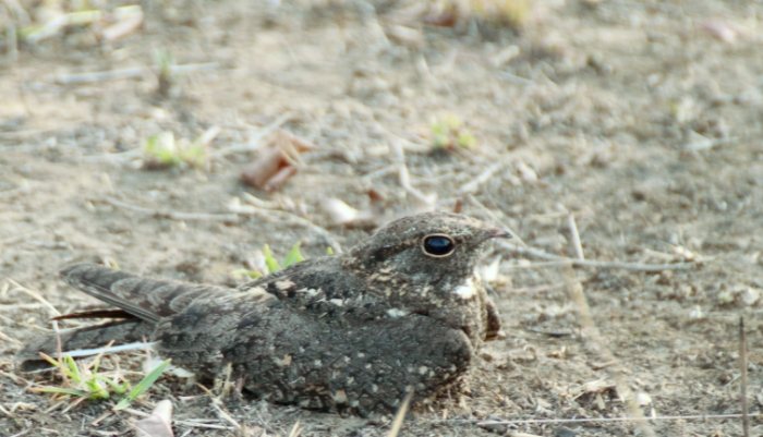 日本鳥類觀察 日本鳥類觀察