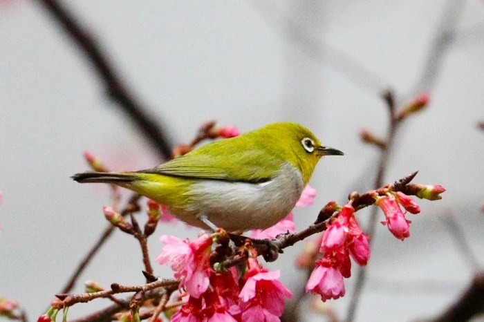 鳥類認人能力 鳥類認人能力