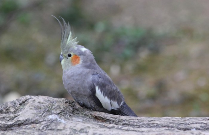 玄鳳鸚鵡性格特點 玄鳳鸚鵡性格特點