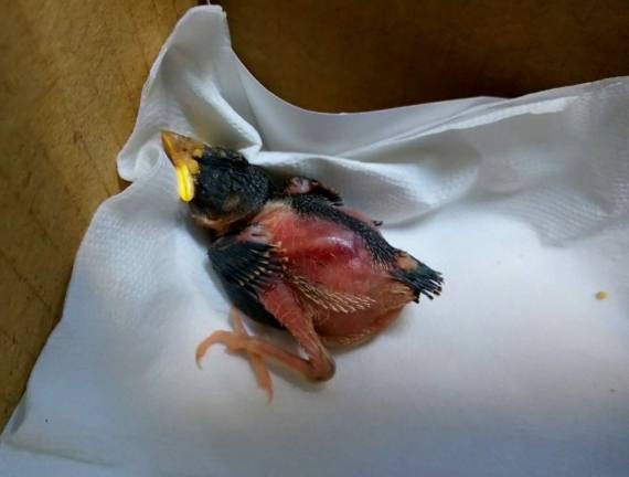 麻雀幼鳥食物 麻雀幼鳥食物