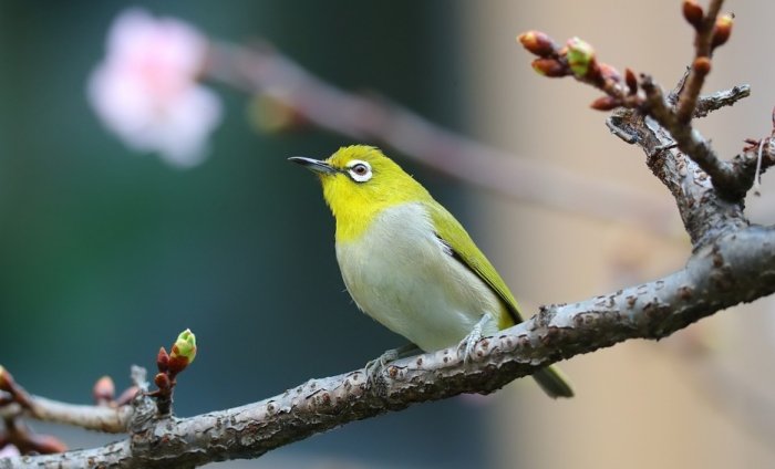鳥類學飛過程 鳥類學飛過程