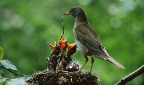 野生雛鳥吃什麼 野生雛鳥吃什麼