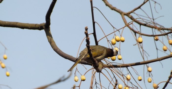 野鳥食物 野鳥食物