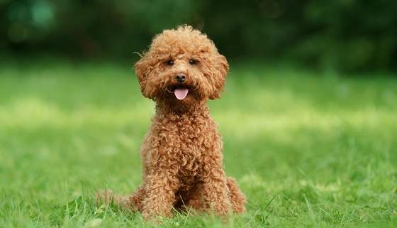 小型犬推薦 小型犬推薦