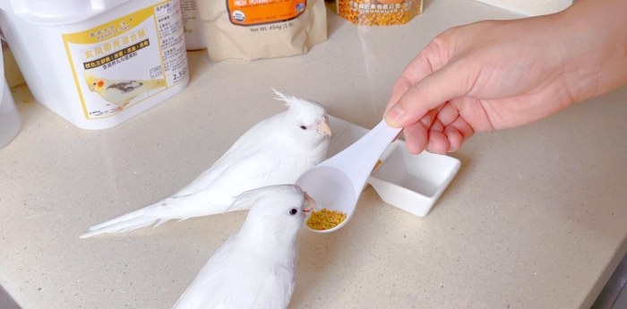 玄鳳鸚鵡飼養 玄鳳鸚鵡飼養