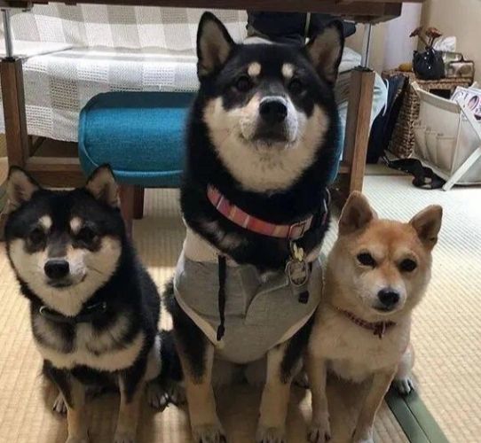 豆柴 柴犬 差別 豆柴 柴犬 差別