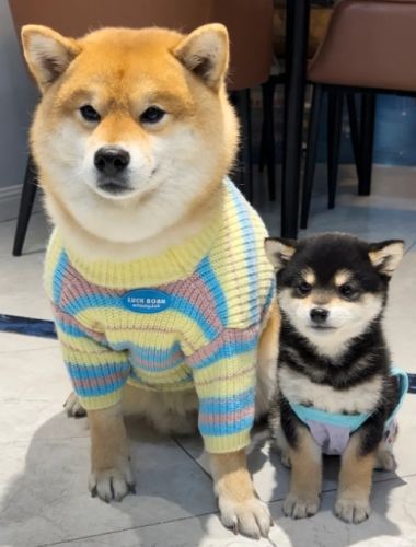 豆柴 vs 柴犬 豆柴 vs 柴犬