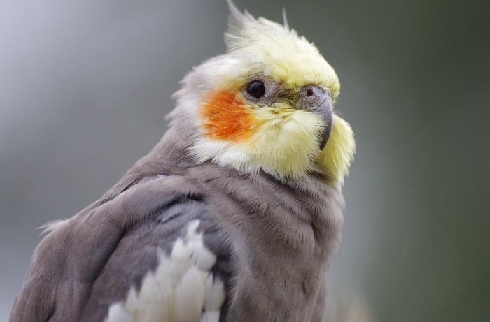 玄鳳鸚鵡性格特點 玄鳳鸚鵡性格特點