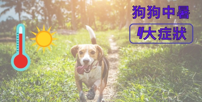 如何預防狗狗中暑 如何預防狗狗中暑