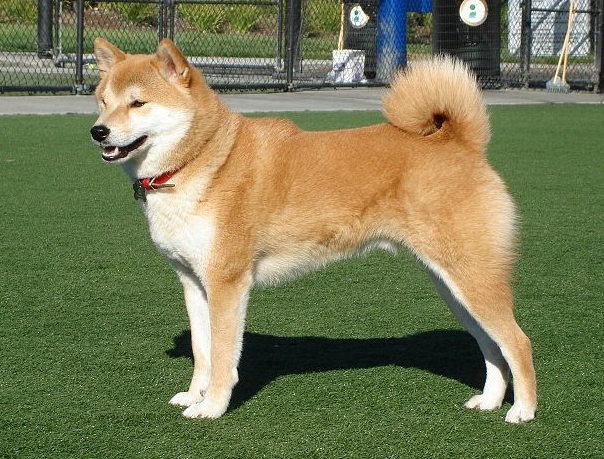 柴犬情緒問題 柴犬情緒問題