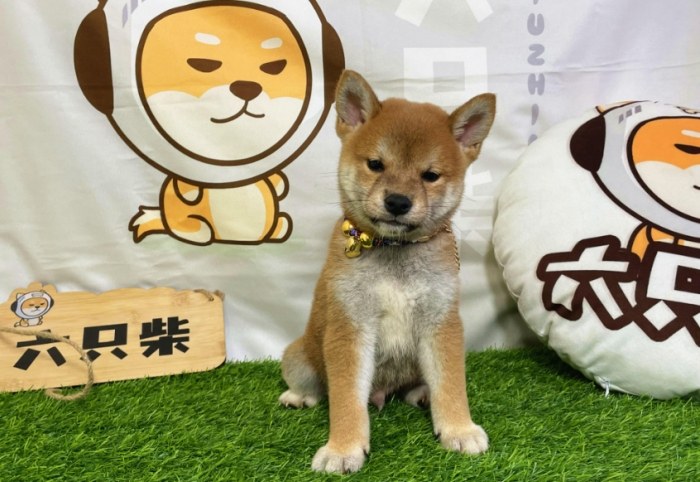 豆柴犬 飼養 豆柴犬 飼養