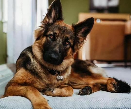德國牧羊犬訓練 德國牧羊犬訓練