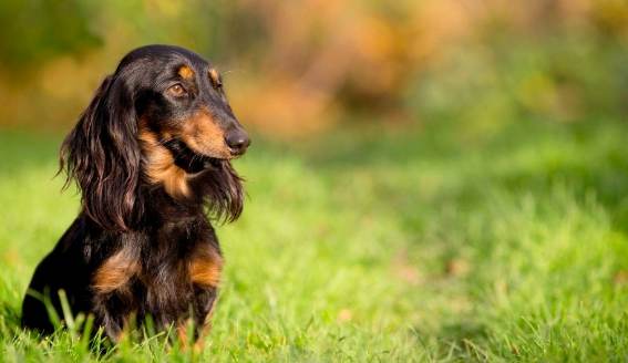 臘腸犬智力 臘腸犬智力