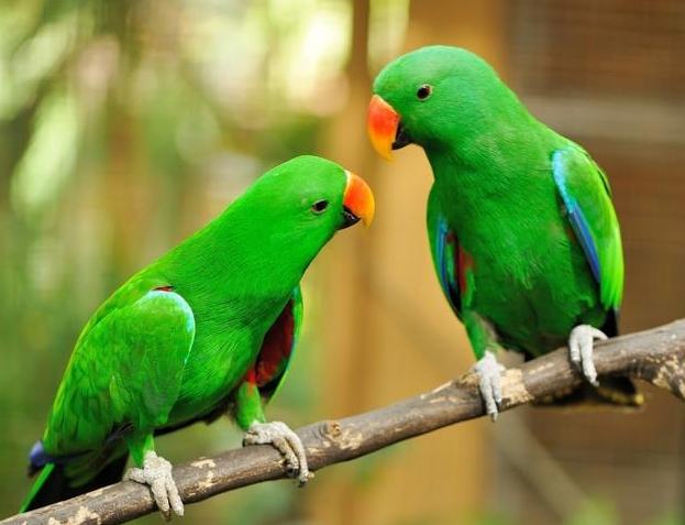 鳥類消化系統疾病 鳥類消化系統疾病