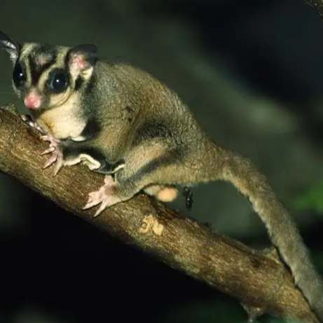 蜜袋鼯癱瘓原因 蜜袋鼯癱瘓原因