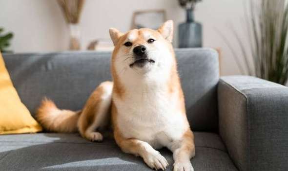 柴犬耳朵語言 柴犬耳朵語言