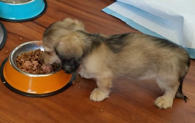 老狗喂食量 老狗喂食量