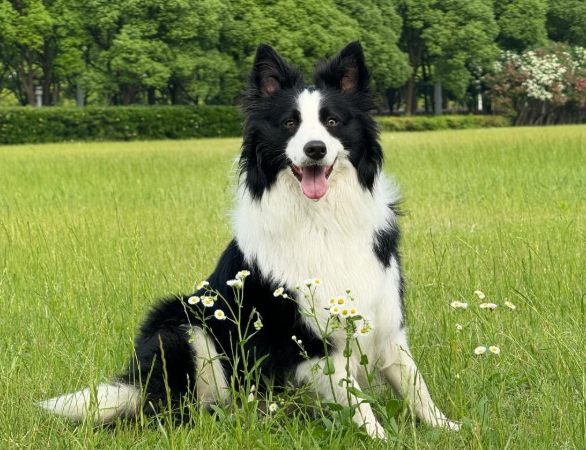 边境牧羊犬缺点 边境牧羊犬缺点