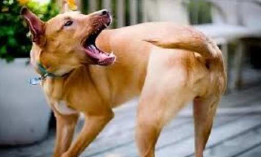 犬隻強迫症 犬隻強迫症