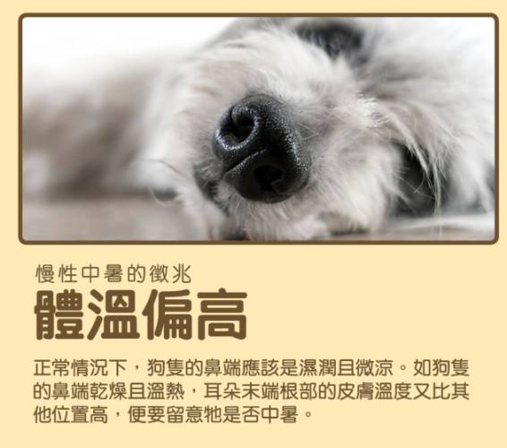狗狗慢性中暑預防 狗狗慢性中暑預防