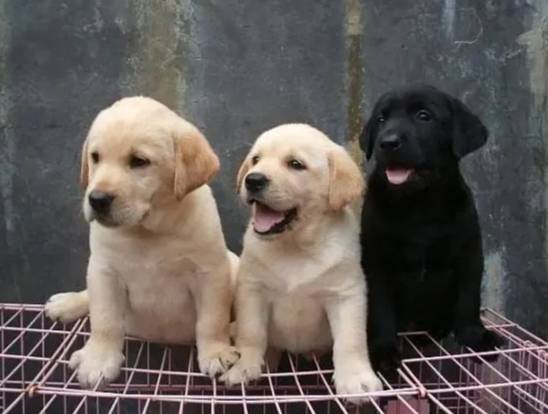 拉布拉多犬飼養優點 拉布拉多犬飼養優點
