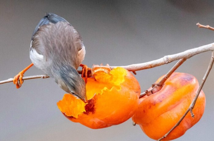 野鳥食物 野鳥食物