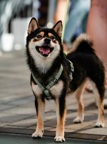 柴犬情緒解讀 柴犬情緒解讀